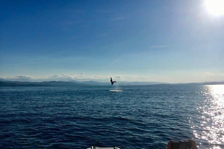 Figarolo Dolphin Watching & Snorkeling — Golfo Aranci Sea Safari photo 6