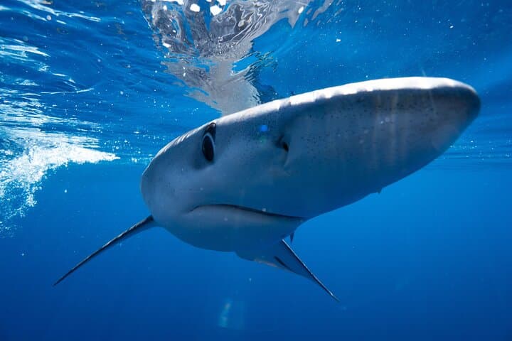 Shark Safari & Snorkel Adventure in Cabo San Lucas photo 4