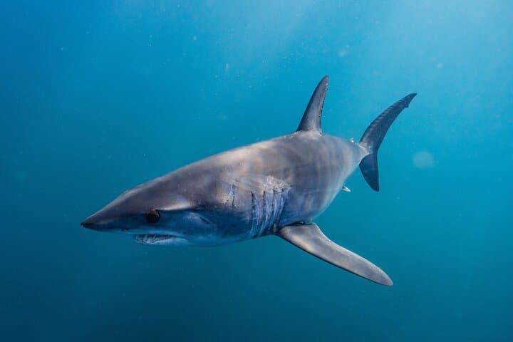Shark Safari & Snorkel Adventure in Cabo San Lucas photo 5