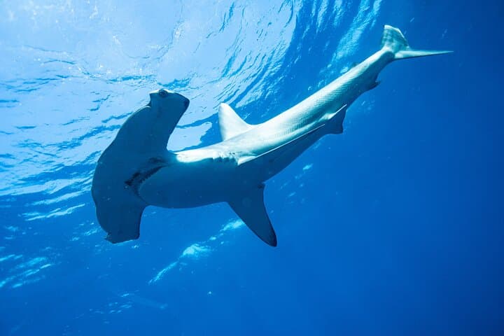 Shark Safari & Snorkel Adventure in Cabo San Lucas photo 2