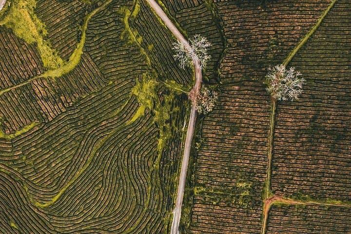 Gorreana Tea Plantation Walk: Half-Day Hike & Factory Tasting on São Miguel photo 1