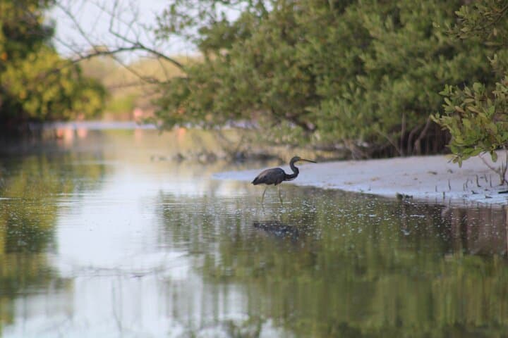Sunrise Kayak Through Holbox Mangrove Labyrinth: Wildlife & Dawn Colors photo 2