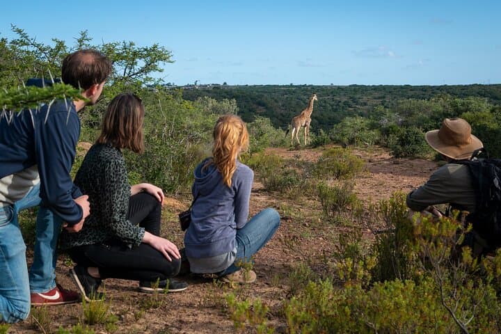 Giraffe Walk and Buffalo Experience — Addo Walking Safari near Port Elizabeth photo 2