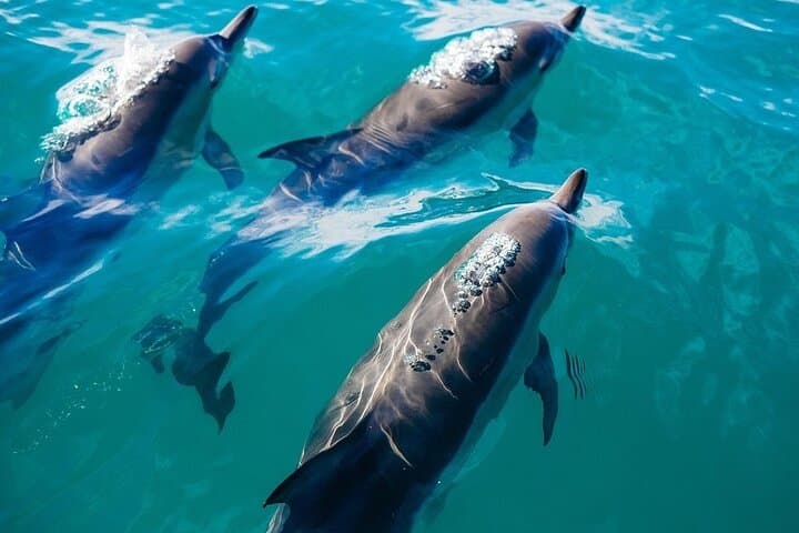 Waikiki Sail and Snorkel Adventure — Turtle Canyons & Coastal Sailing photo 5