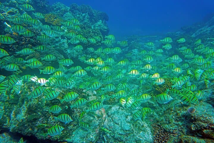 Speed-Boat Snorkel in Los Cabos: Small-Group Tour with Photos photo 3