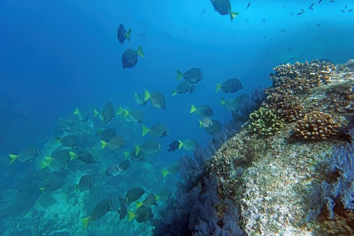 Speed-Boat Snorkel in Los Cabos: Small-Group Tour with Photos photo 4