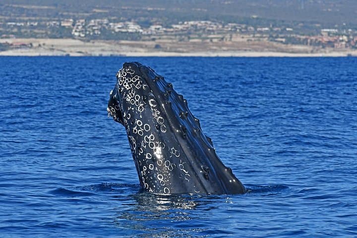 Cabo San Lucas Zodiac Whale Watching with Hydrophone and Free Photos photo 3