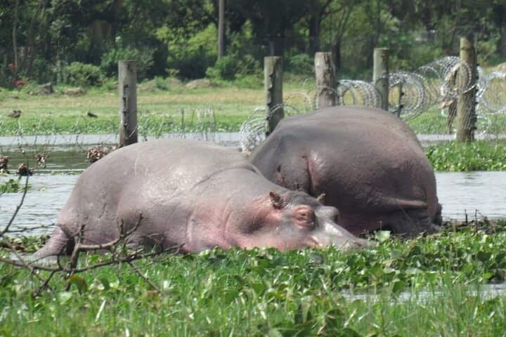 Hell's Gate Biking and Lake Naivasha Day Trip from Nairobi — Bikes, Gorges & Hippos photo 3