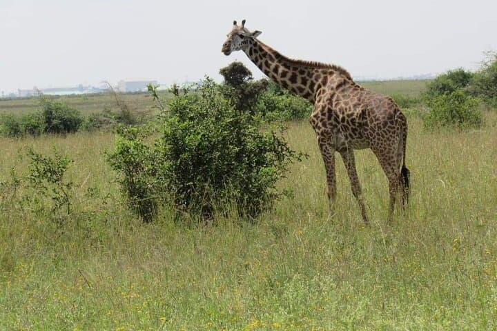 Hell's Gate Biking and Lake Naivasha Day Trip from Nairobi — Bikes, Gorges & Hippos photo 4