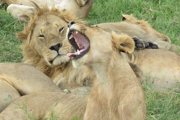 3-Day Masai Mara Group Safari by 4x4 Land Cruiser — Big Five & Tented Camp photo 2