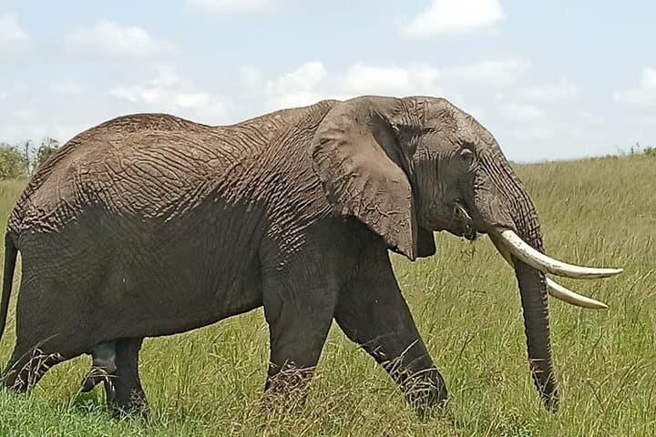 3-Day Masai Mara Group Safari by 4x4 Land Cruiser — Big Five & Tented Camp photo 3