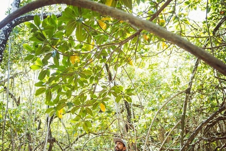 Tulum Ruins to Casa Tortuga: Cenote Swim, Mayan Ruins and Playa Del Carmen Day Tour photo 6