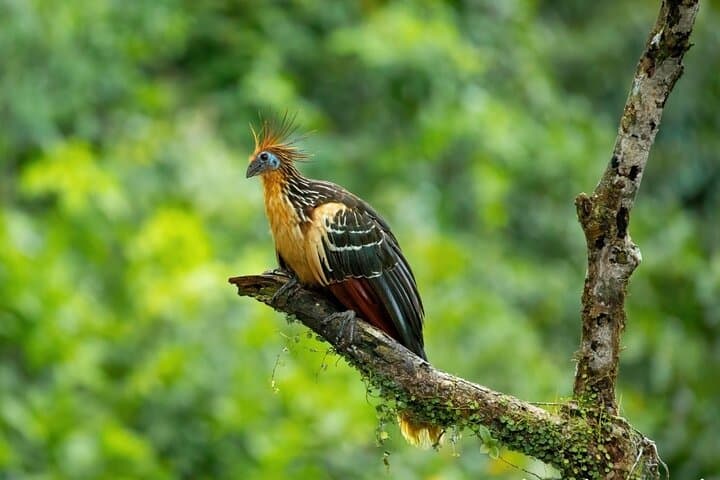 6-Day Cuyabeno & Papallacta Amazon Jungle Expedition
