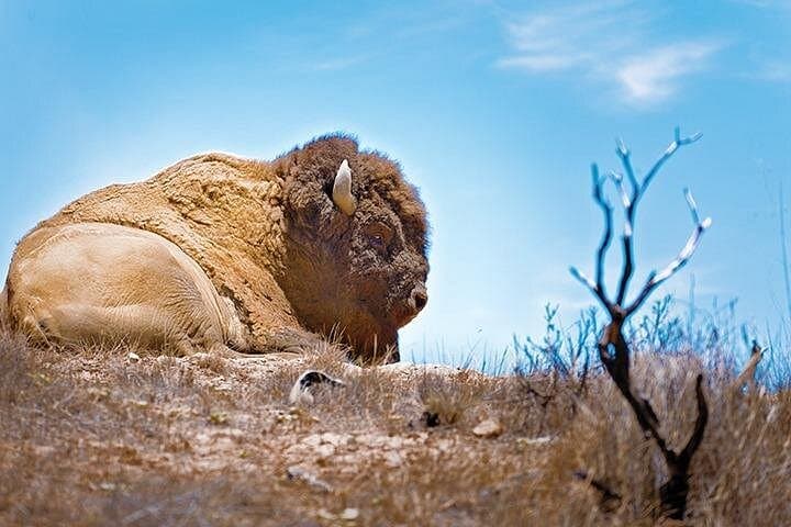 Inside Catalina: 2-Hour Eco Safari to Airport-in-the-Sky photo 4