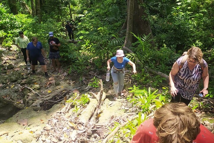 Ancient Lava Stream Trek on Havelock Island: Coastal Forest & Areca Plantation Hike photo 5