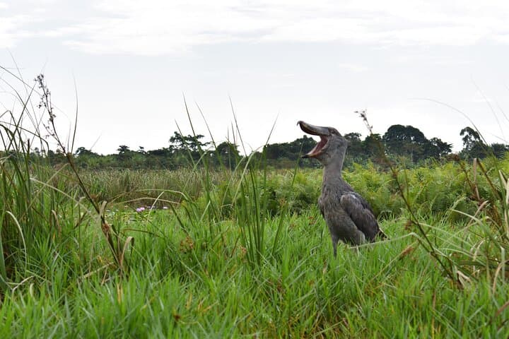 Entebbe Eco Tour: Full-Day Shoebill Canoe & Wildlife Circuit