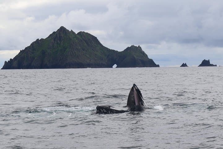 Speed Boat to Great Blasket Island: Dingle Bay Day Trip & Island Landing photo 4