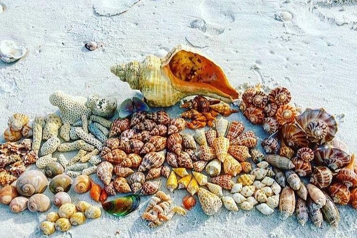 Private Shelling Tour in the Ten Thousand Islands — 4‑Hour Goodland Boat Excursion photo 2