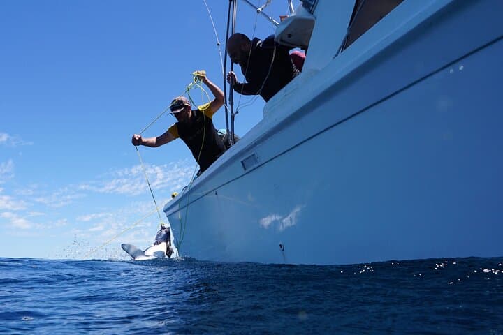 Shark Safari & Snorkel Adventure in Cabo San Lucas photo 6