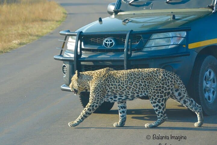 3-Day All-Inclusive Kruger Safari from Nelspruit — Big Five Lodge Experience photo 2