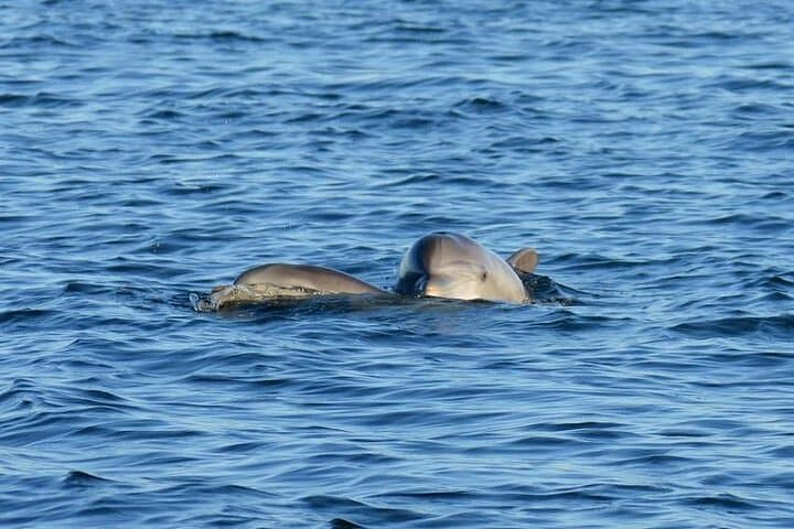 Private Pensacola Dolphin Cruise with Remote Beach Stop — 3-Hour Powerboat Excursion photo 2