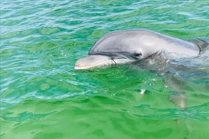 Private Pensacola Dolphin Cruise with Remote Beach Stop — 3-Hour Powerboat Excursion photo 5