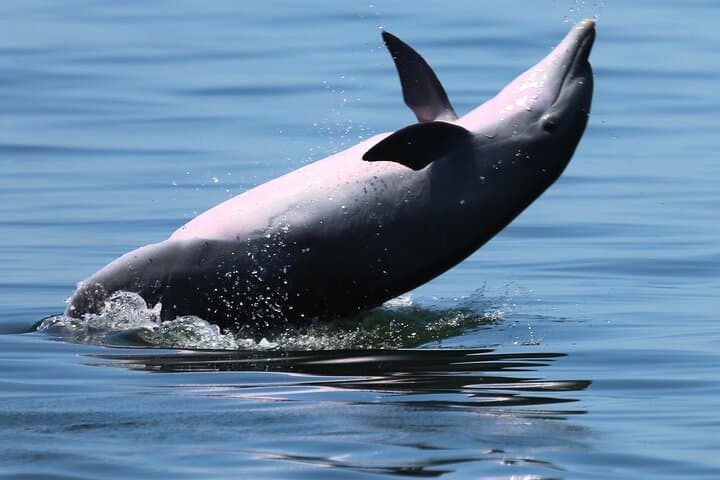 Private Pensacola Dolphin Cruise with Remote Beach Stop — 3-Hour Powerboat Excursion photo 6