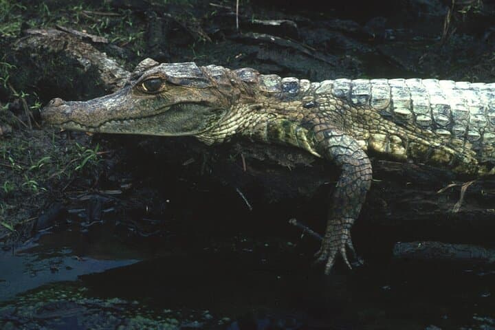 Cuyabeno Jungle 3-Day All-Inclusive: Canoes, Pink Dolphins & Night Walks photo 3