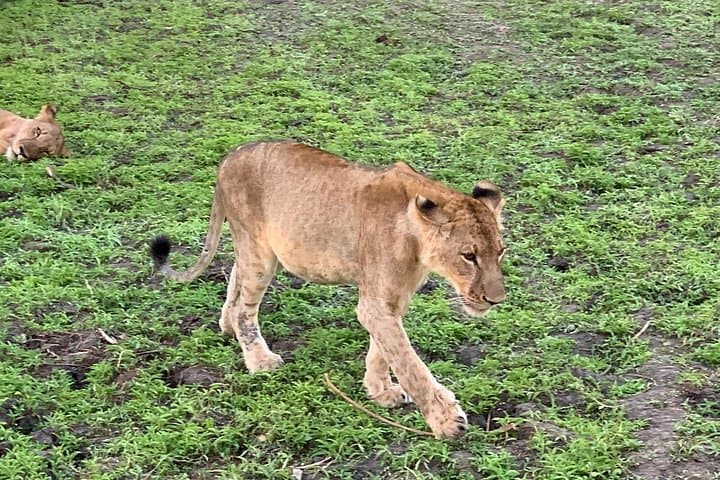 Zanzibar to Nyerere National Park: 3-Day Selous Flight Safari photo 3