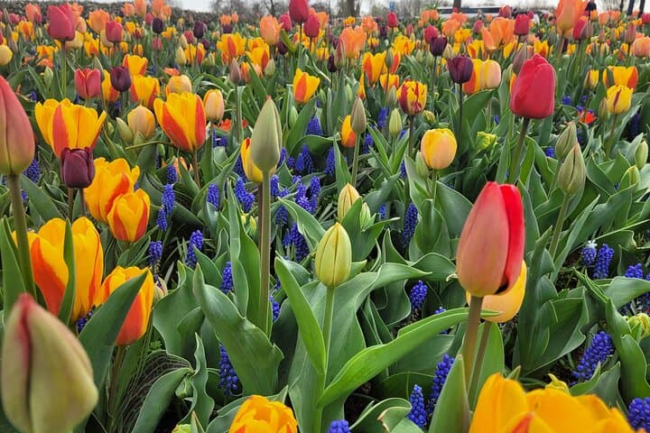 Private Transfer to Keukenhof Tulip Gardens from Amsterdam — Executive Skip-the-Line Tour photo 3