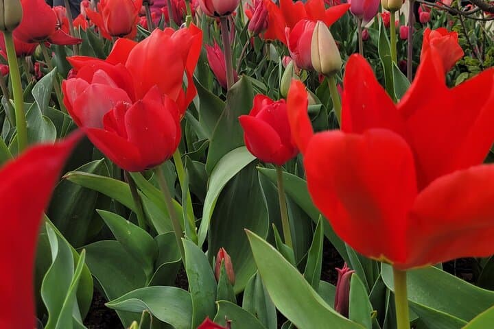 Private Transfer to Keukenhof Tulip Gardens from Amsterdam — Executive Skip-the-Line Tour photo 4