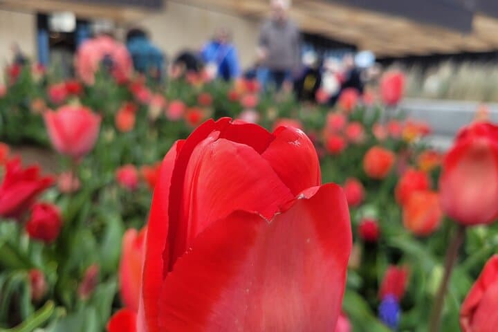 Private Transfer to Keukenhof Tulip Gardens from Amsterdam — Executive Skip-the-Line Tour photo 5