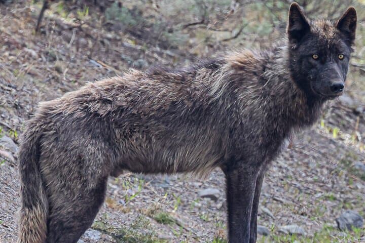 2-Day Private Yellowstone Tour: Upper and Lower Loops with Wildlife & Geysers photo 6