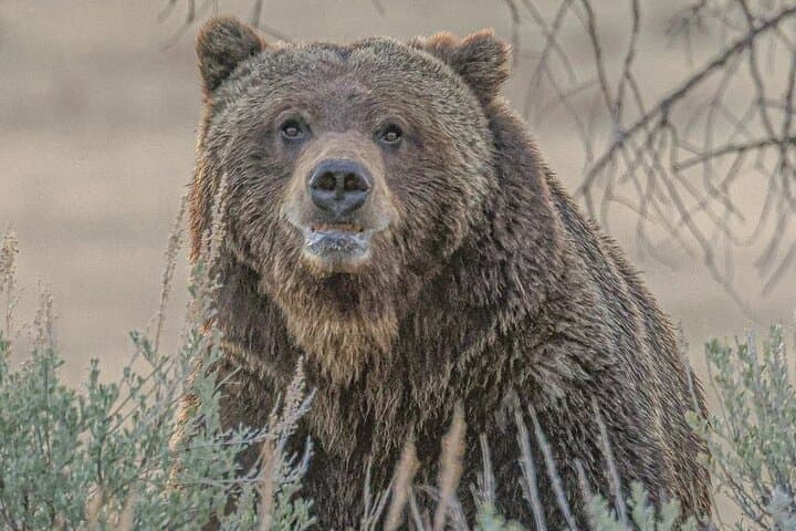 Yellowstone Upper Loop Full-Day Wildlife Tour with Lunch — Lamar Valley & Mammoth Hot Springs photo 2