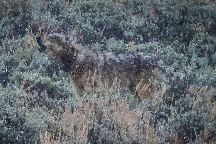 Yellowstone Upper Loop Full-Day Wildlife Tour with Lunch — Lamar Valley & Mammoth Hot Springs photo 3