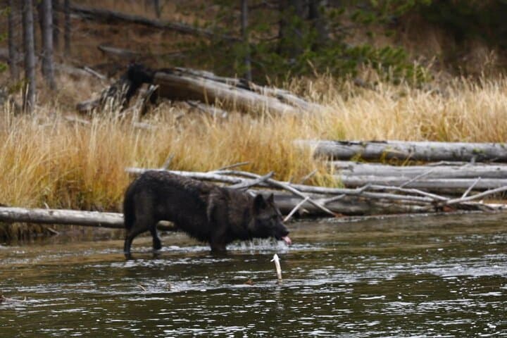 Yellowstone Upper Loop Full-Day Wildlife Tour with Lunch — Lamar Valley & Mammoth Hot Springs photo 4