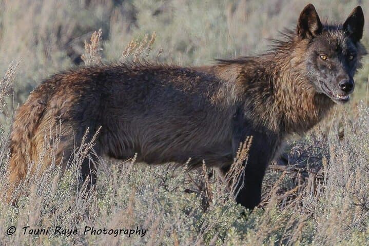 2-Day Private Yellowstone Tour: Upper and Lower Loops with Wildlife & Geysers photo 5