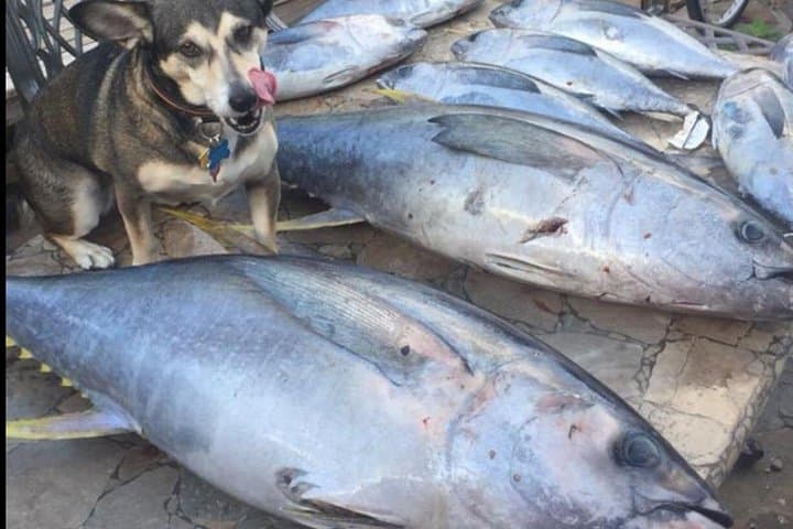 Private Offshore Fishing Charter from Port Aransas - Gulf Deep-Sea Angling photo 4
