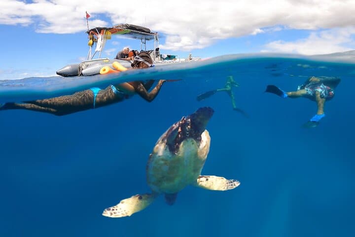Maui Eco-Raft Turtle Snorkel & Whale Watch — Lahaina Small-Group Tour