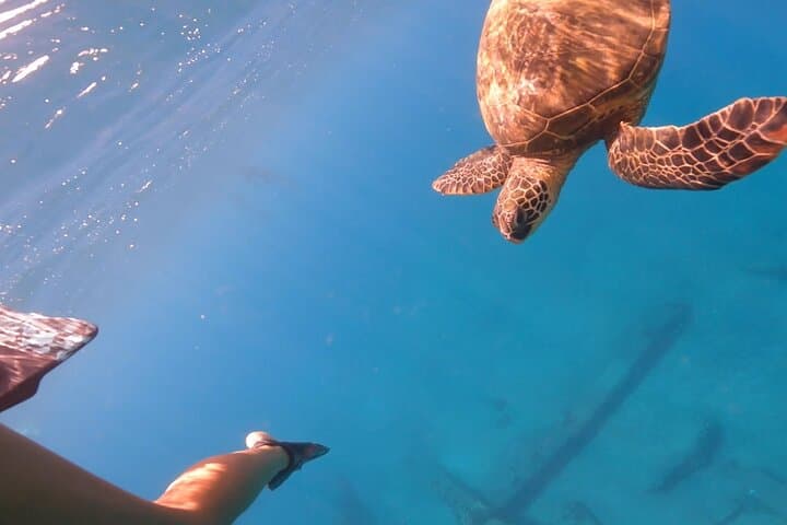 Maui Eco-Raft Turtle Snorkel & Whale Watch — Lahaina Small-Group Tour photo 3