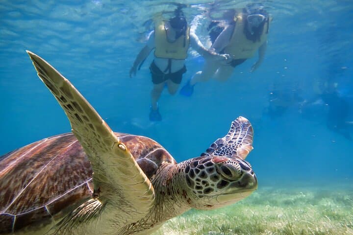 Tulum Ruins, Akumal Turtles & Cenote Swim — Full-Day Adventure