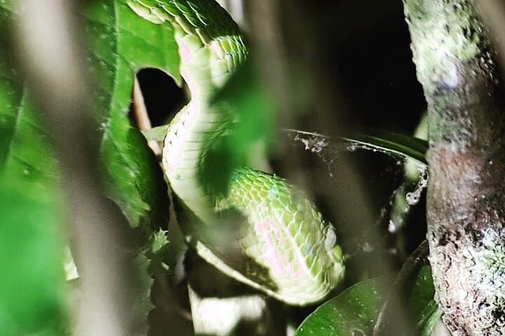 Monteverde Night Walk: Guided Cloud Forest Night Tour & Wildlife Viewing photo 6