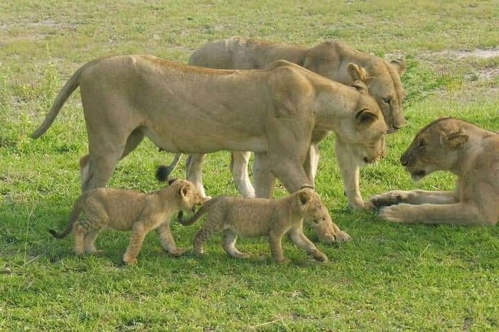 Zanzibar to Nyerere National Park: 3-Day Selous Flight Safari