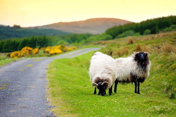 Connemara by Private Taxi: Kylemore Abbey, Sky Road & Wild Atlantic Drives photo 2