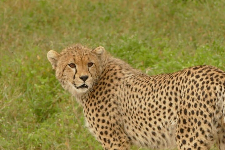 Full-Day Ngorongoro Crater Safari: Big Five Game Drive from Arusha photo 4