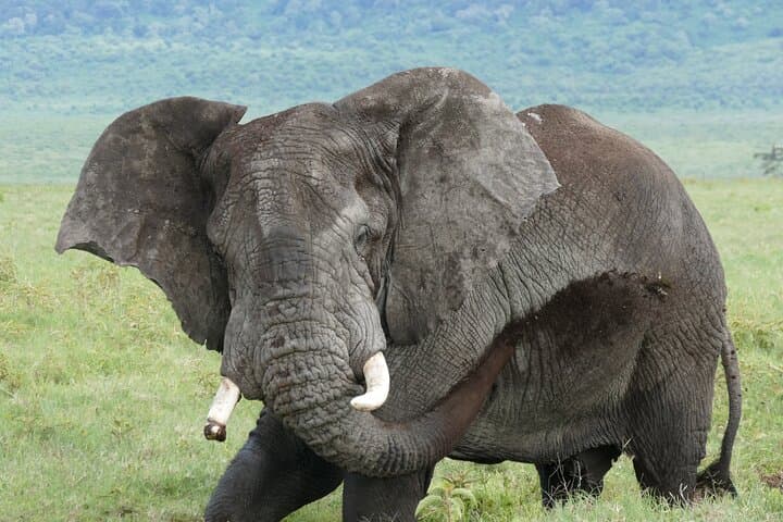 Full-Day Ngorongoro Crater Safari: Big Five Game Drive from Arusha photo 5
