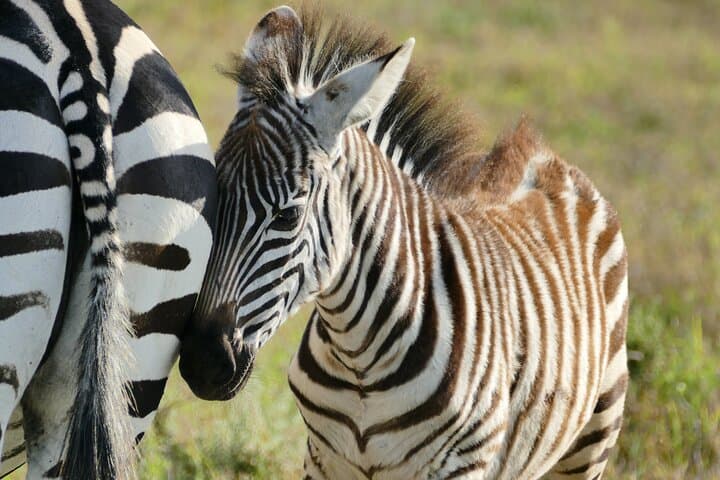 Full-Day Ngorongoro Crater Safari: Big Five Game Drive from Arusha photo 6