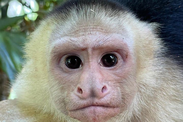 Tortuguero Canal Canoe Tour — Guided Wildlife Paddle in Costa Rica photo 4