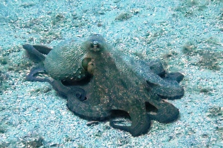 Discover Scuba Diving in Mirabello Bay with Blue Dolphin Team — Beginner Shore Dive in Crete photo 3