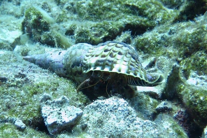 Discover Scuba Diving in Mirabello Bay with Blue Dolphin Team — Beginner Shore Dive in Crete photo 4